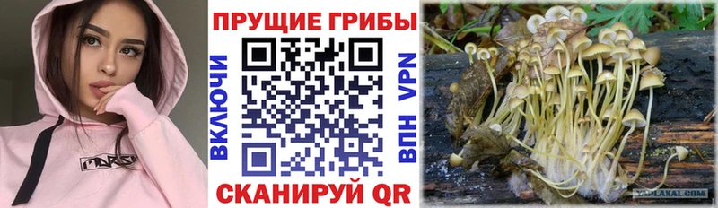 Галлюциногенные грибы Cubensis как найти наркотики Тулун